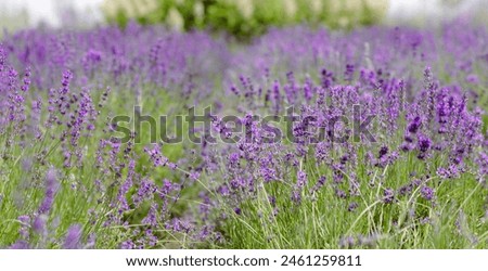 Lavender field rows perspective with shallow depth of field. Scenic view of a blooming lavender field, showcasing rows of purple flowers. Provence travel and nature concept
