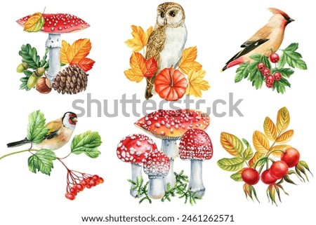 Forest Bird, fly agaric, acorn, oak, pine cone and hazelnut watercolor painting isolated, forest composition for design