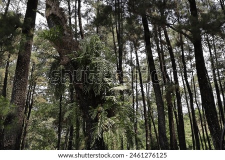 Nganjuk, Indonesia, Mei 9, 2024: Green saprophytic plants attached to the trunks of pine trees Royalty-Free Stock Photo #2461276125