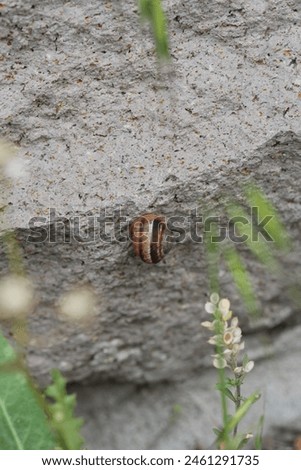 Helix lucorum is a species of large, edible, air-breathing land snail, a terrestrial pulmonate gastropod mollusk in the family Helicidae, the typical snails.
 Royalty-Free Stock Photo #2461291735