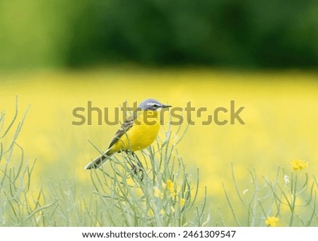Western Yellow Wagtail, Motacilla flava. A bird sits on a yellow field of flowering rapeseed