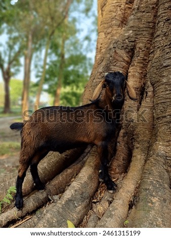 oats In The Tree Pictures.A goat under the tree. goats in trees images