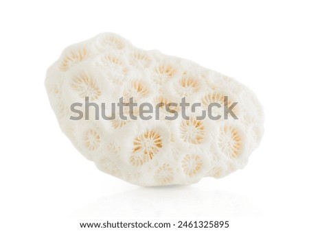 marine white coral in close-up, highlighted on a white background.	