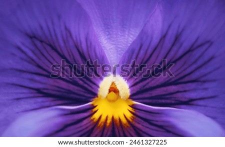 Macro photography of a fragile pansy flower