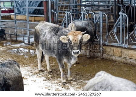 Curios cows of breed Rätisches Grauvieh at open stable at Swiss City of Zürich on a snowy autumn day. Photo taken November 30th, 2023, Zurich, Switzerland.