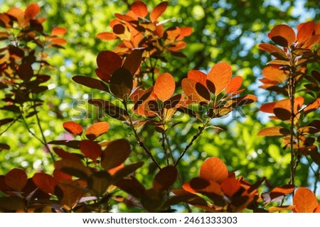 Red leaves against greenery. Young red leaves of Cotinus coggygria Royal Purple (Rhus cotinus, the European smoketree) against sunlight background of blurred greenery in spring garden. Royalty-Free Stock Photo #2461333303
