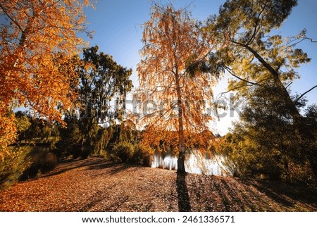DAYLESFORD, AUSTRALIA - MAY 12 2024: Landscape around Lake Daylesford in a cool late autumn afternoon in Daylesford, Victoria, Australia Royalty-Free Stock Photo #2461336571