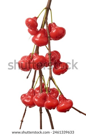 bunch of jambu or rose apple on tree branch isolated white background, water, wax or jamaican apple, red color bell shaped tropical fruit native southeast asia, crunchy juicy flavor Royalty-Free Stock Photo #2461339633