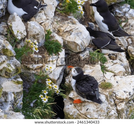 Puffin standing on the ledge of a cliff surrounded by razorbills.