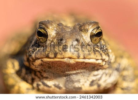 Close up with an American Toad (Anaxyrus americanus). Bumpy and wrinkly skin, and strange yellow eyes this is a common amphibian species on North America Royalty-Free Stock Photo #2461342003