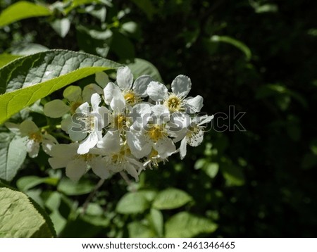 Close-up shot of white flowers of the Bird cherry, hackberry, hagberry or Mayday tree (Prunus padus) in full bloom. White flowers in pendulous long clusters (racemes) in spring Royalty-Free Stock Photo #2461346465