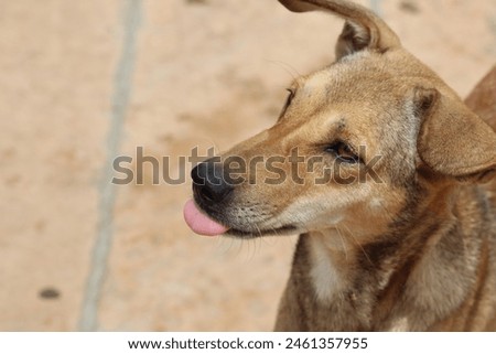 The Street dogs are so innocent in nature hope for love and a pice of bread. Indigenous dog breeds have played vital roles in rural life for centuries. Royalty-Free Stock Photo #2461357955