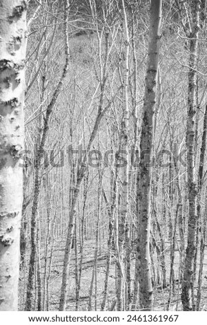 Whispers of the Birch: A Serene Forest Scape Royalty-Free Stock Photo #2461361967