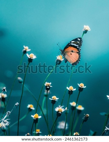 Black butterfly on white flower, flying butterfly, white flower, beautiful butterfly, charming environment, breeze, small butterfly, 