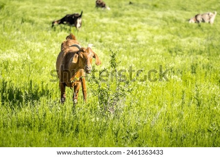 Cute goat nibbling on a bush in a lush green meadow in Texas Royalty-Free Stock Photo #2461363433