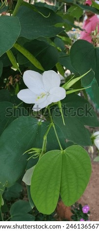 Bauhinia acuminata is a small evergreen tree. The tree's flowers are white with five petals, ten yellow-tipped stamens, and a green stigma, and they have a pleasant aroma.  Royalty-Free Stock Photo #2461365673
