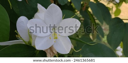 Bauhinia acuminata is a small evergreen tree. The tree's flowers are white with five petals, ten yellow-tipped stamens, and a green stigma, and they have a pleasant aroma.  Royalty-Free Stock Photo #2461365681