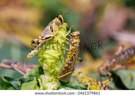 Desert locusts, Schistocerca gregaria, found primarily in the deserts and dry areas of northern and eastern Africa, Arabia, and southwest Asia. Swarms cause crop devastation.. Royalty-Free Stock Photo #2461379861