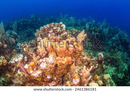 Beautiful colored reef with corals and sponges and blue background