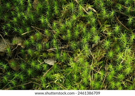 Star Moss growing in ancient woodland Royalty-Free Stock Photo #2461386709
