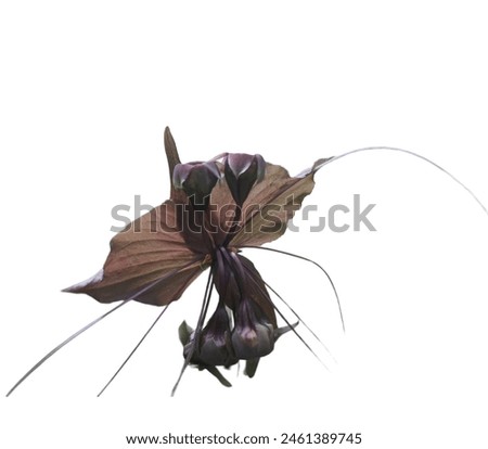 Bat flower, Black lily herb on white background.