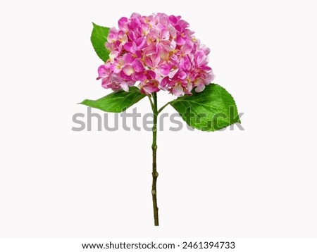 The white background in the picture is a bouquet of pink hydrangea flowers with three green fibers and a green stem. The pink flowers are very beautiful.