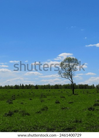 a beautiful photo of a tree standing alone in a field covered with green grass under a blue sky with white clouds on a sunny summer day