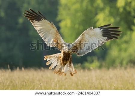 Western marsh harrier, Eurasian marsh harrier - Circus aeruginosus in flight with spread wings. Green background. Photo from Lubusz Voivodeship in Poland.