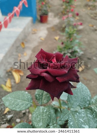 Red rose picture dark rose