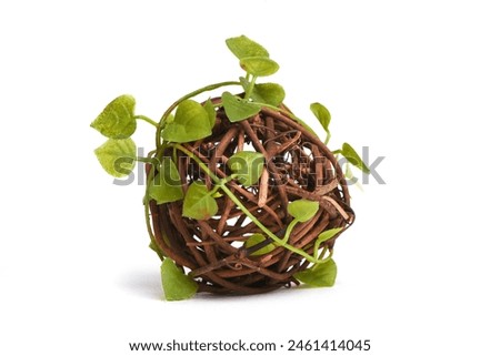 Decorative plastic tangle of climbing plant isolated on the white background. Royalty-Free Stock Photo #2461414045