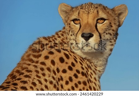 close up photo of a cheetah in color background