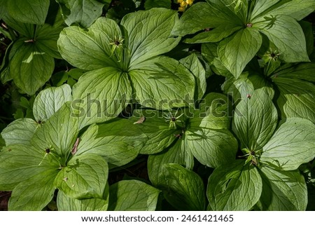 Paris quadrifolia in bloom. It is commonly known as herb Paris or true lover's knot.