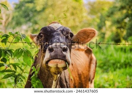 A Picture of central American cow species in the field