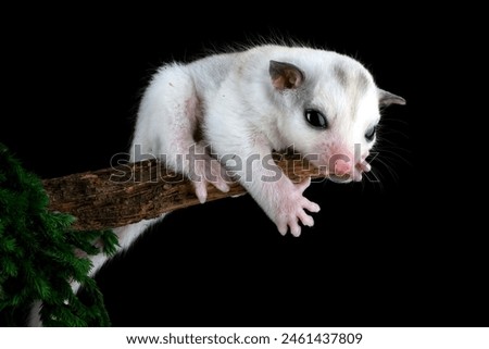 Baby sugar glider climbing on a tree branch	
