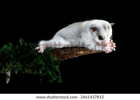 Baby sugar glider climbing on a tree branch	
