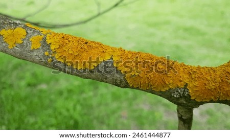 Common orange lichen, also known as yellow scale, maritime sunburst lichen and shore lichen (Xanthoria parietina) on a tree branch.