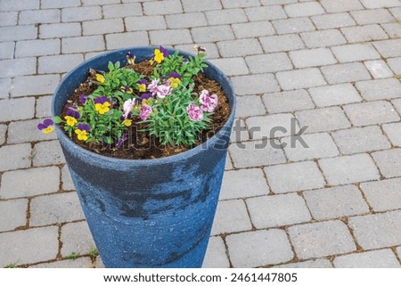 Close-up view of a street vase with planted blooming carnations and pansies against the backdrop of pavement tiles. Sweden.