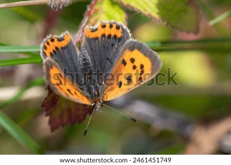 Macro shot of a small copper (lycanaena phlaeas) butterfly