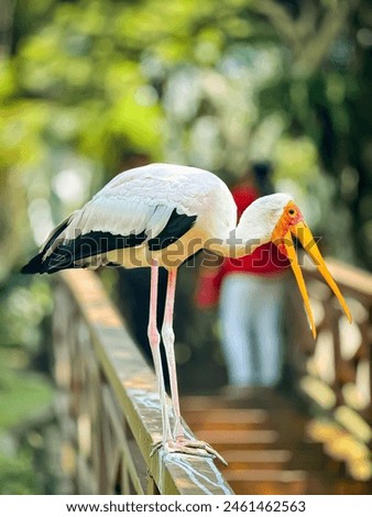 Yellow-billed stork,sometimes also called the wood stork or wood ibis,