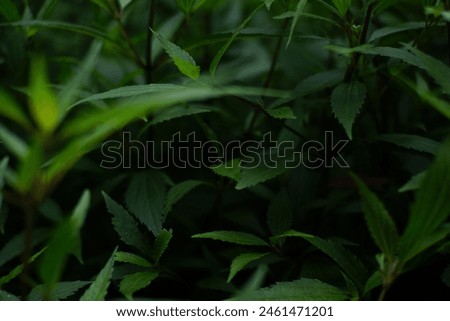 Photos of leaves can be used as wallpaper or background