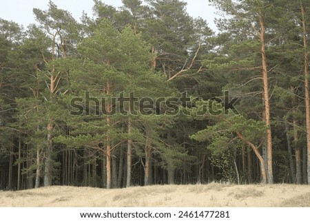 A walk on the shore of the Gulf of Finland among pine trees.