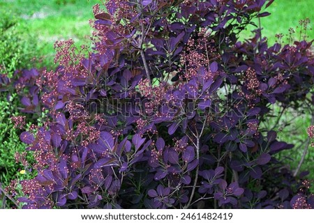 Wild cotinus plant “Royal Purple” with raindrops.The dark red leaves of Cotinus coggygria Royal Purple, against a green garden and blue sky. Nature concept for design. Royalty-Free Stock Photo #2461482419