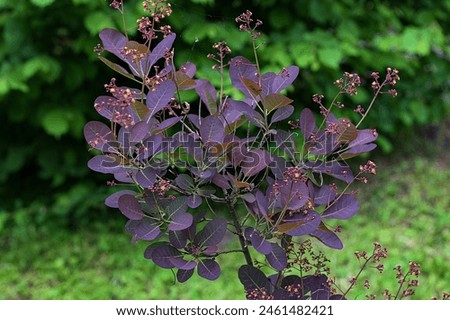 Wild cotinus plant “Royal Purple” with raindrops.The dark red leaves of Cotinus coggygria Royal Purple, against a green garden and blue sky. Nature concept for design. Royalty-Free Stock Photo #2461482421