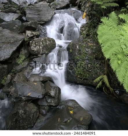A beautiful cascade running down the rocks with dotted by ferns. Slow shutter speed to slow water.