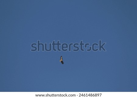 Common Buzzard (Buteo buteo) in flight, wildlife
