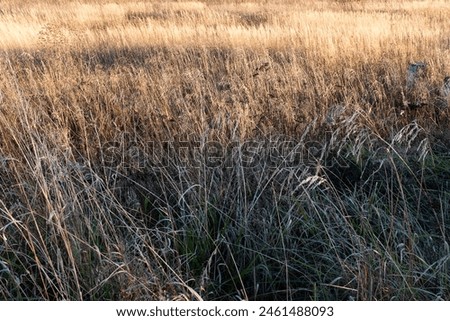 Autumn background from mown dry grass. Landscape of a beveled meadow for publication, poster, calendar, post, screensaver, wallpaper, postcard, cover, website. High quality photography