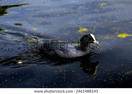 Close up portrait of Black Eurasian coot Fulica atra. Common coot duck swimming on lake in spring in Edinburgh, Scotland.