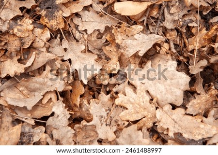 Autumn leaves, top view. Background from fallen oak foliage for publication, screensaver, wallpaper, postcard, poster, banner, cover, website. High-quality photography Royalty-Free Stock Photo #2461488997