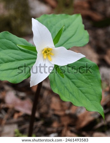 Closeup of wild western white trillium growing on forest floor in Spring with three green bracts Royalty-Free Stock Photo #2461493583