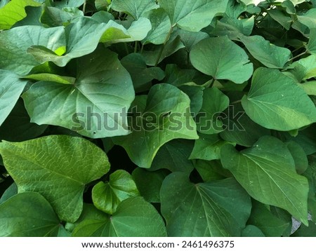 Picture of sweet potato leaves in a vegetable plot in Southeast Asia.